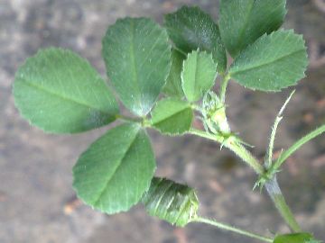 Vecchia discussione su una Medicago