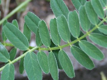 Astragalus hamosus / Astragalo falciforme