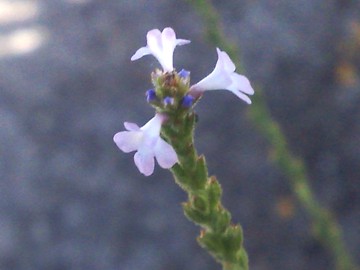 Verbena officinalis