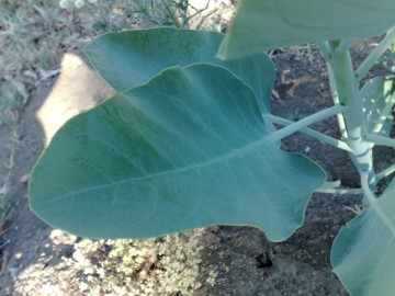 Nicotiana glauca