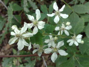 Rovo con fiore bianco- Rubus cfr.canescens