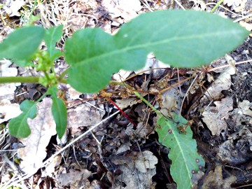 Rumex pulcher / Romice cavolaccio