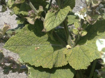 Una lamiacea dalla grande bocca - Salvia sp.