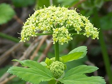 Ombrellifera - Smyrnium olusatrum L