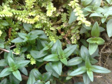 Micromeria graeca s.l.