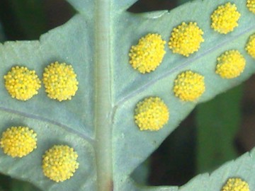 Polypodium cfr. cambricum