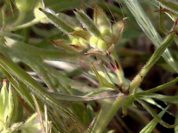 Geranium dissectum