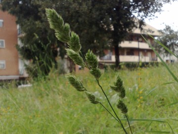 Dactylis glomerata ssp. glomerata
