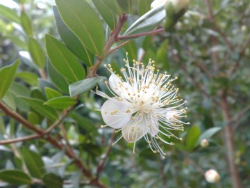 Myrtus communis