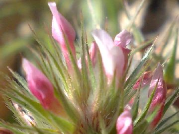 Un Trifolium - Trifolium stellatum