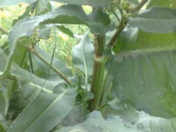 Un''erbacea gigante - Rumex cfr.conglomeratus