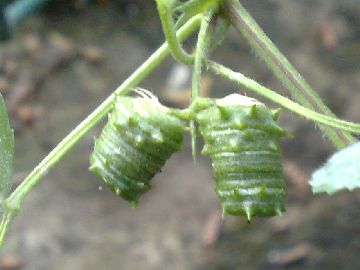 Vecchia discussione su una Medicago