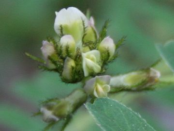 Astragalus hamosus / Astragalo falciforme
