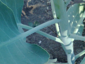 Nicotiana glauca