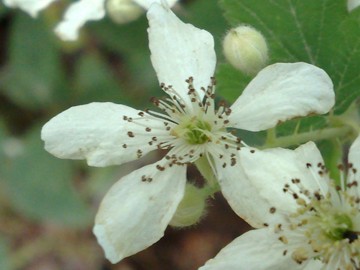 Rovo con fiore bianco- Rubus cfr.canescens
