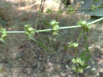 Rumex pulcher / Romice cavolaccio
