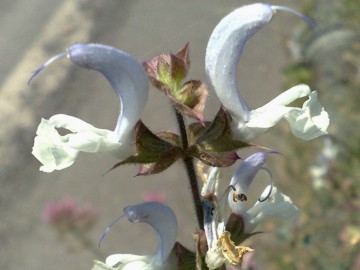 Una lamiacea dalla grande bocca - Salvia sp.