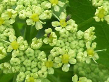 Ombrellifera - Smyrnium olusatrum L