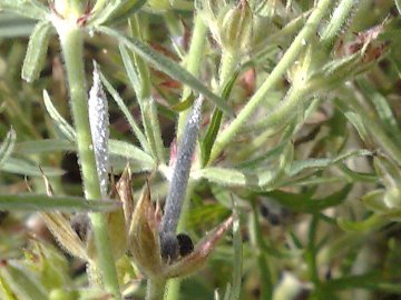 Geranium dissectum