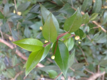 Myrtus communis