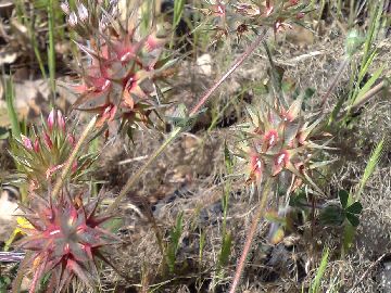 Un Trifolium - Trifolium stellatum
