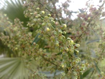 Un''erbacea gigante - Rumex cfr.conglomeratus