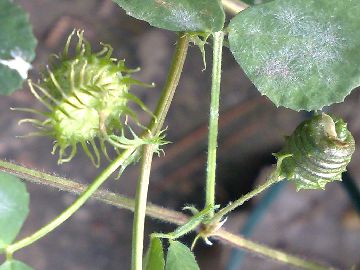 Vecchia discussione su una Medicago