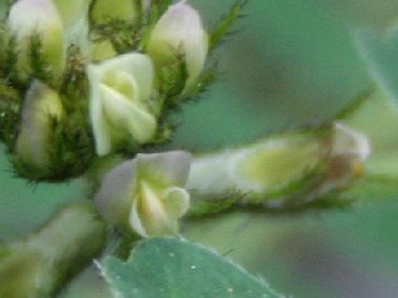 Astragalus hamosus / Astragalo falciforme