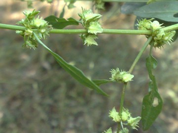 Rumex pulcher / Romice cavolaccio