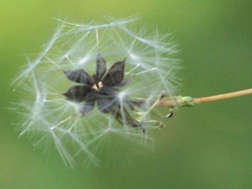 Lactuca virosa / Lattuga selvatica
