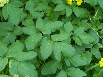 Ombrellifera - Smyrnium olusatrum L