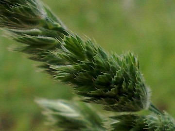 Dactylis glomerata ssp. glomerata
