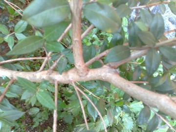 Myrtus communis