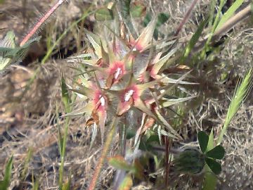 Un Trifolium - Trifolium stellatum