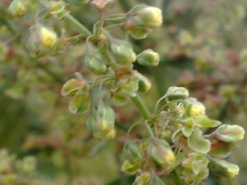 Un''erbacea gigante - Rumex cfr.conglomeratus