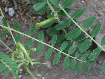 Astragalus hamosus / Astragalo falciforme