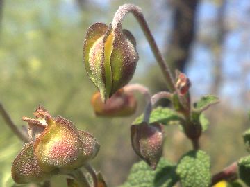Rassomiglia a una Rosa canina - Cistus salviifolius