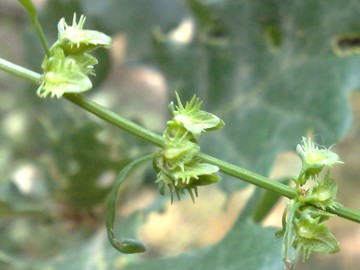 Rumex pulcher / Romice cavolaccio