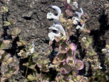 Una lamiacea dalla grande bocca - Salvia sp.