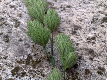 Dactylis glomerata ssp. glomerata