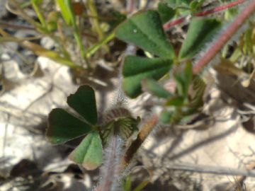 Un Trifolium - Trifolium stellatum