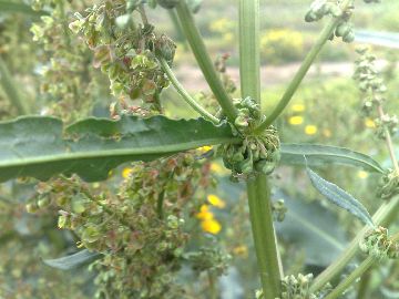 Un''erbacea gigante - Rumex cfr.conglomeratus
