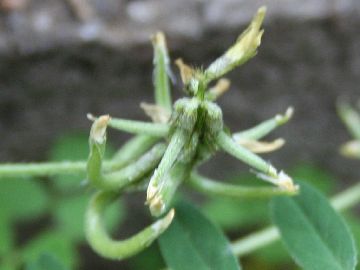 Astragalus hamosus / Astragalo falciforme