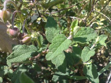 Rassomiglia a una Rosa canina - Cistus salviifolius