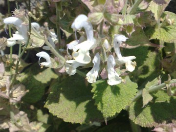 Una lamiacea dalla grande bocca - Salvia sp.