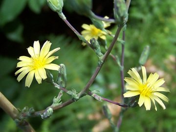 Lactuca virosa / Lattuga selvatica
