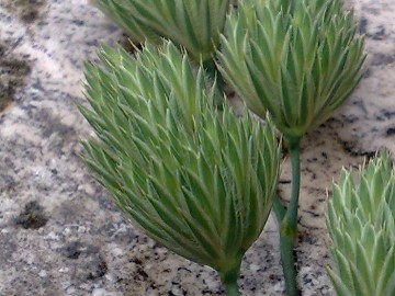 Dactylis glomerata ssp. glomerata