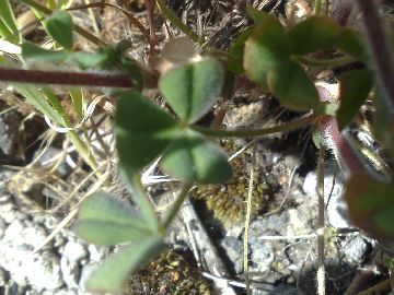 Un Trifolium - Trifolium stellatum