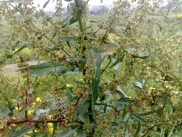 Un''erbacea gigante - Rumex cfr.conglomeratus