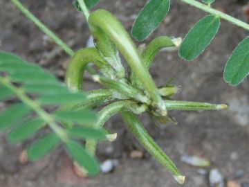 Astragalus hamosus / Astragalo falciforme